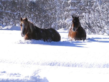 Horses in Snow - horses, animals, deep, snow