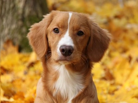 I'm Ready for My Close-up - fur, dog, tree, leaves