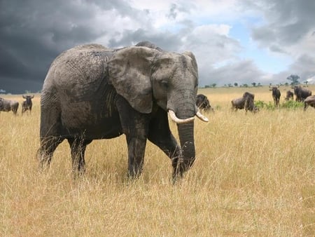 Elephant - weeds, field, elephant, sky