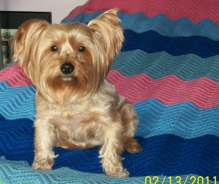 Happy Yorkie - cute, comfortable, cuddly, yorkie