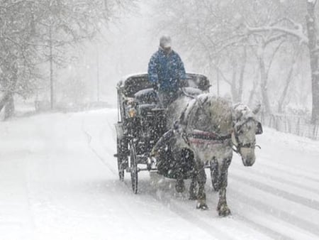 Horse drawn wagon - horse, people, other, snow