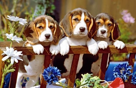 Three little pals. - beagle, fence, dog, animal, flower