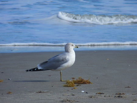 Sea Bird - bird, ocean, water, beach