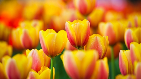 Glorious Tulips - tulips, yellow, beautiful, red, beauty, glorious