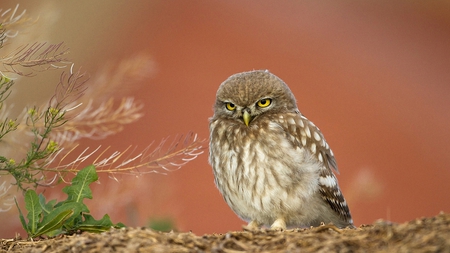 Pretty Owl - sitting, pretty, leaves, owl, mud, bird