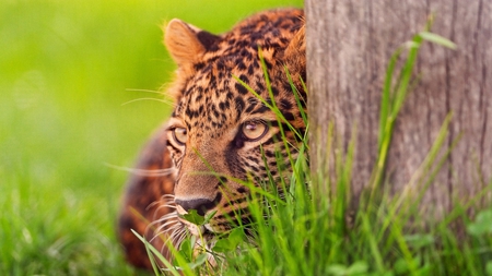 AMBUSH - ambush, attack, leopard, eyes, watching, grass, tree