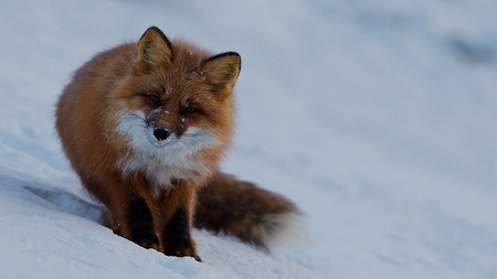 Attractive Fox - look, fox, cute, snow, attractive