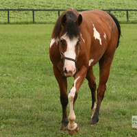 paint horse