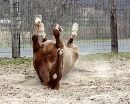 horse rolling