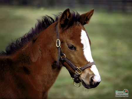 cute face - filly, i love horses, horse, horses