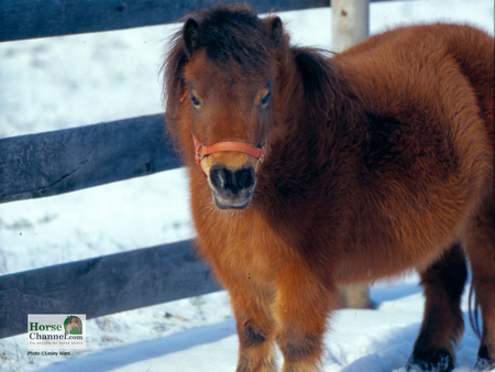 pony - horses, cute, horse, i love horses