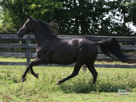 black horse - black, i love horses, horse, horses