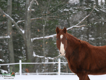 cute horse - cute, i love horses, horse, horses