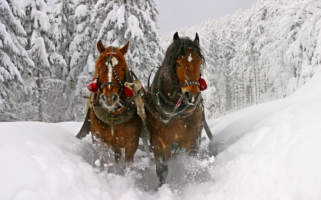 dashing through the snow - winter, photography, snow, horse, christmas, white, animal, nature, holiday