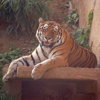 Tiger resting.