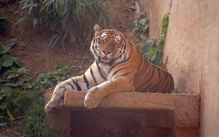 Tiger resting. - animal, tiger, wild, cat