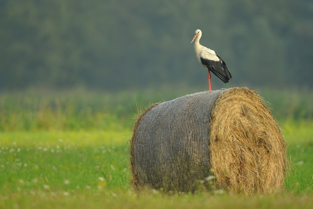 The Observer - hay, stork, beautiful, field, grass, photo, observer, bird