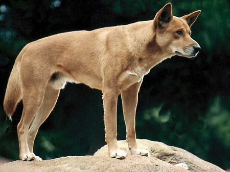 Dingo! - australian, dog, hunter, wild