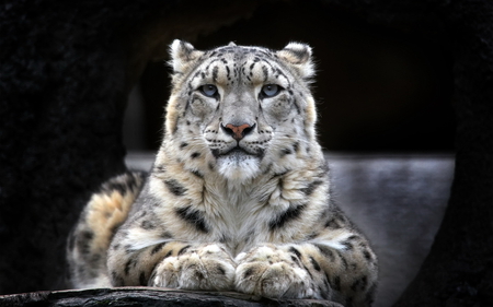 Snow Leopard - animal, spot, snow leopard, majestic, cat, blue eyes