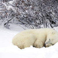 Polar Bear