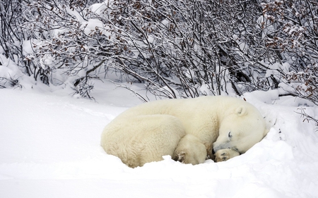 Polar Bear - forest, bear, animal, winter, polar bear, nature, snow, sleeping