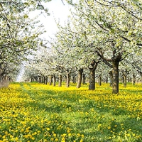 Cherry blossoms, Germany.