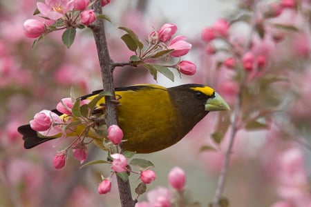 Male Evening Grosbeak. - grosbeak, perch, blossom, spring, bird, flower