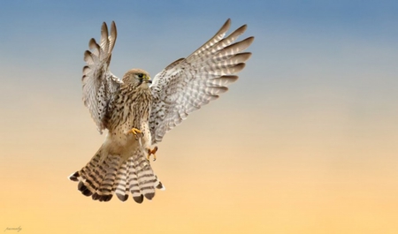 Bird of Prey - wings, sky, prey, bird