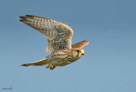 Bird of Prey - wings, flight, prey, bird