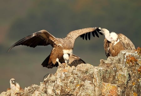 The Griffon Vulture - wings, prey, bird, vulture