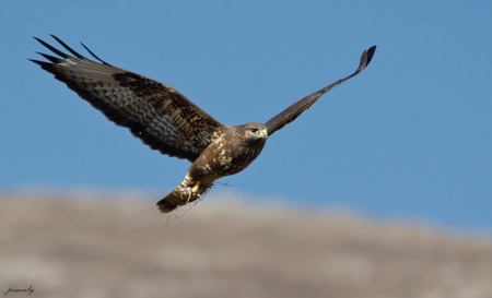 Bird of Prey - wings, flight, prey, bird