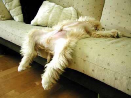 Too Much Tequila - drinking, funny, couch, dog