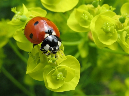 Found U - bug, red, yellow, bugs