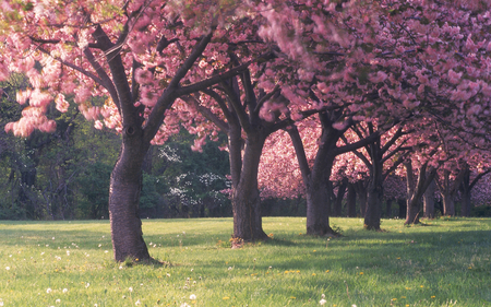 Tree of life - field, nature, red, tree