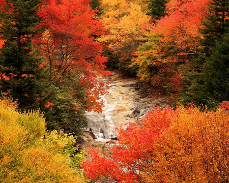 Autumn colors - autumn, fall, trees, red, river, colorful, water, colors