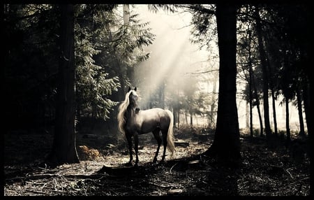 Horse - white, gray, forest, horse, animals