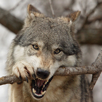 wolf biting stick :D