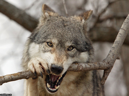 wolf biting stick :D - nature, dogs, stick, animals, wolves