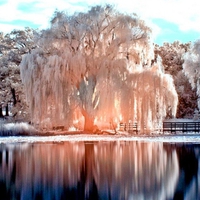 Frosty Reflection