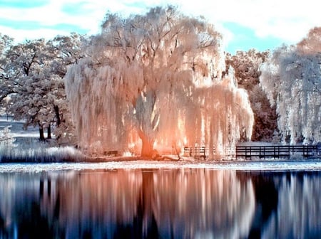 Frosty Reflection - sunlight, white, beautiful, frost, lake, weeping willow, tree