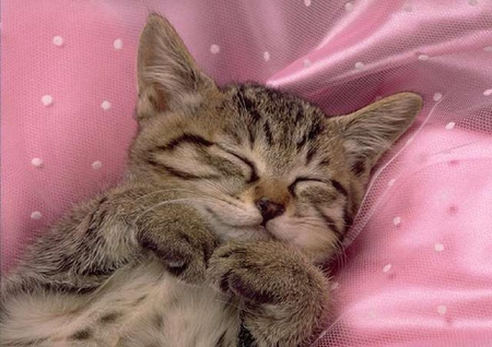 Cute cat. - animal, kitten, cute, pink, cat