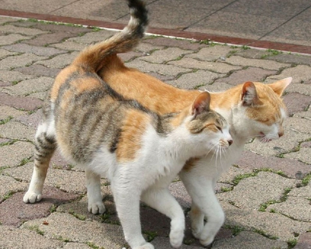 Affectionate cats. - animal, cute, cat, affection, love