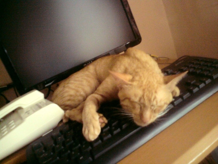 sleeping cat! - computer, sleeping, cute, cat