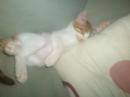 so cute! - sleeping, adorable, cute, cat