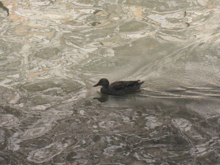 Morning Swim - river, duck swimming, water, ducks