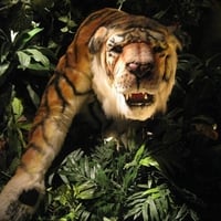 Tiger from The Rainforest Cafe in San Antonio