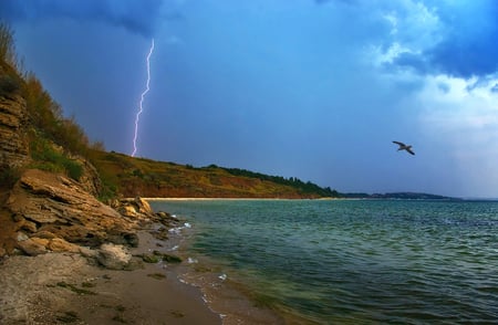 Facing the Storm - bird, shore, beach, rock, lightning, thinder