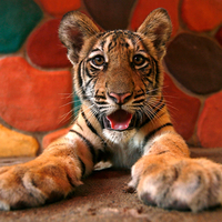 Tiger.