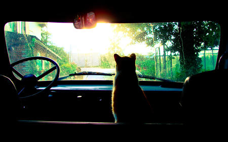 Waiting - cute, waiting, car, cat