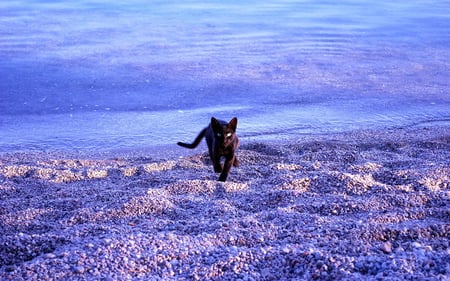 Black Cat - beach, black, cat, 2011